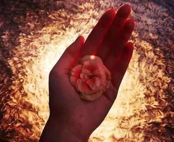 Close-up of hand holding flower