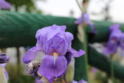 Close-up of purple flowers blooming outdoors