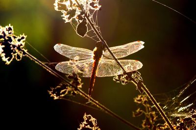 Close-up of butterfly on twig