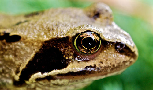 Close-up of frog