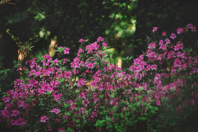 Close-up of pink flowering plants in garden