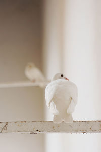 Doves perching on metal