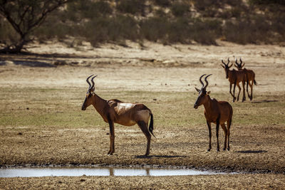 Four Hartebeest