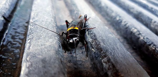 High angle view of fly on wood