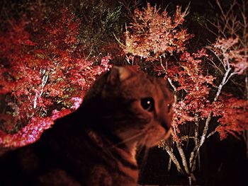 Close-up portrait of a cat