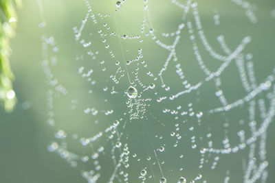 Close-up of water drops on spider web