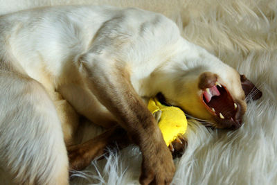 High angle view of siamese cat lying on soft bed