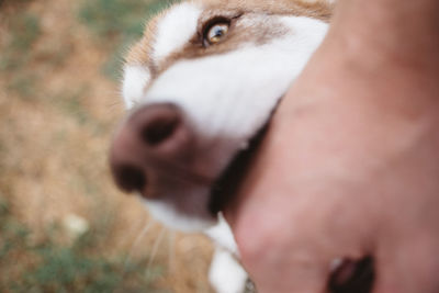 Close-up of dog