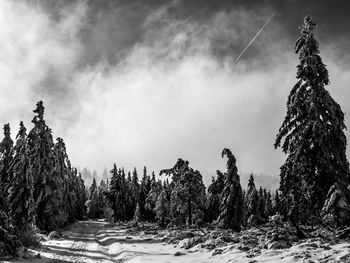 Trees in forest against sky during winter