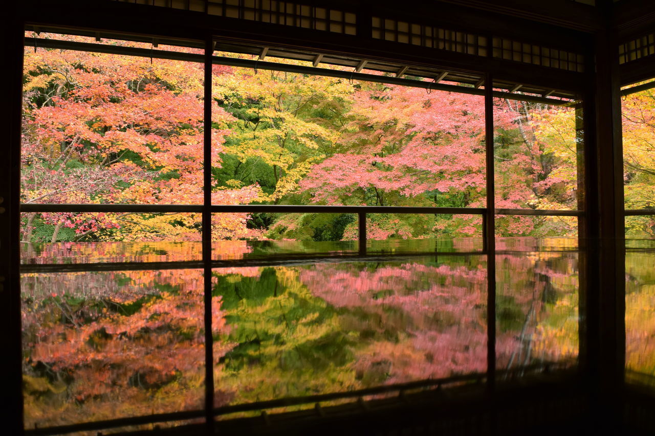 AUTUMN TREES SEEN THROUGH GLASS WINDOW