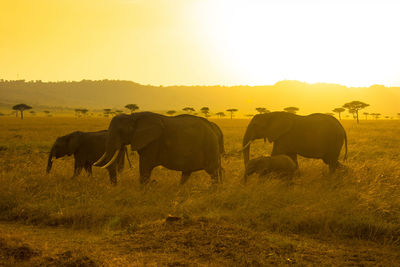 The african bush elephant