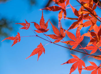 Low angle view of autumnal leaves against blue sky