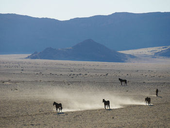 Scenic view of desert