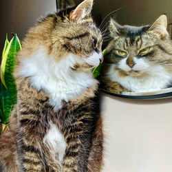 Close-up of a cat glaring at self in mirror