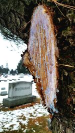 Close-up of tree trunk during winter