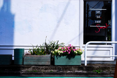 Potted plant on wall of building