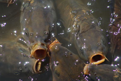 Close-up of water