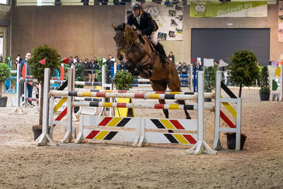 show jumping