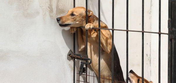 Dogs locked up victims of animal abuse and abuse