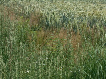 plant