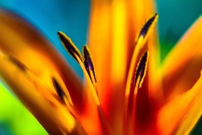 Close-up of orange flowering plant