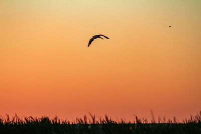 Silhouette bird flying against orange sky