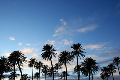 Low angle view of palm trees against blue sky