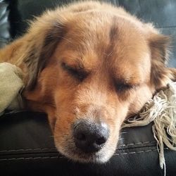 Close-up portrait of dog relaxing on floor