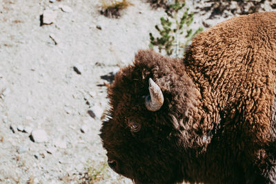 Close-up of american bison during sunny day