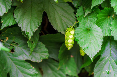 Close-up of strawberry growing on plant