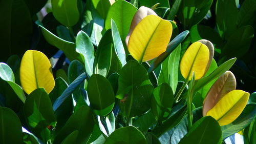 Close-up of yellow flowering plant