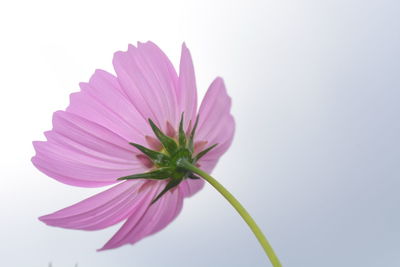 Close-up of pink cosmos flower against white background