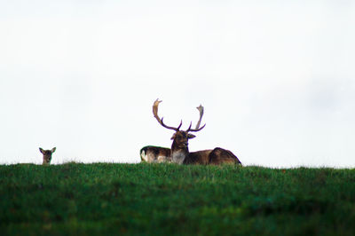 Stag standing on grassy field against clear sky