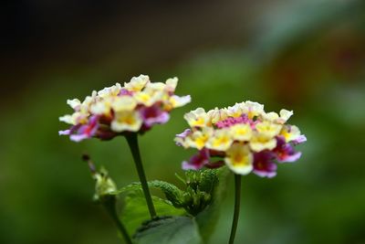 Close-up of flowers growing in field