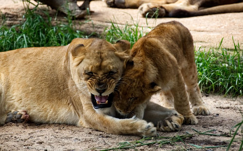 View of two cats