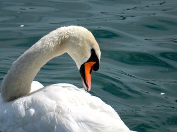 Two swans swimming in water