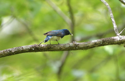 Close-up of bird perching on branch