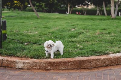 White dog standing on footpath