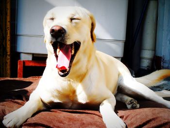 Close-up of dog yawning while sitting on outdoors