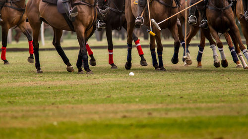 Low section of people and horse at polo sport