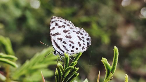 Close-up of butterfly on plant