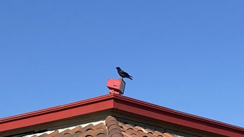 Low angle view of seagull perching on roof against building