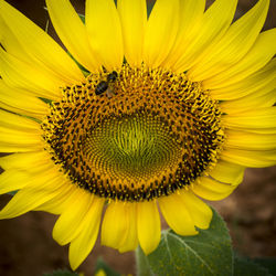 Close-up of honey bee on sunflower