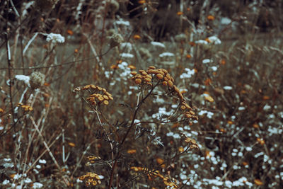 Close-up of wilted plant on field in forest