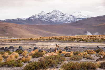 Vicuñas in the el tatio geyser field, chile
