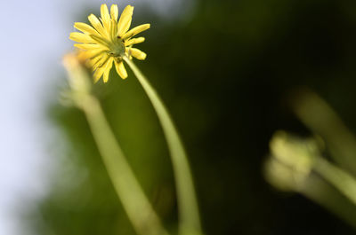 Close-up of yellow flower blooming outdoors