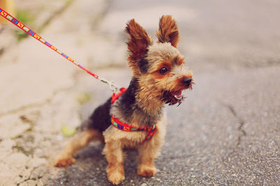 Dog looking away