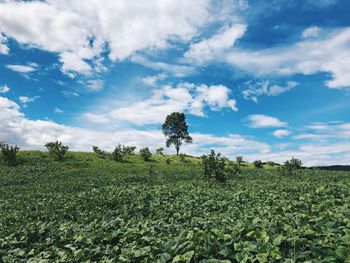 Plants growing on field against sky