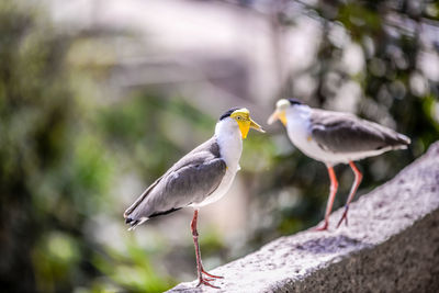 Close-up of birds perching