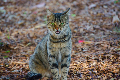 Portrait of a cat on field